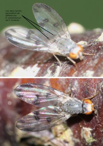 Palloptera umbellatarum